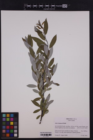 Image of Salix lemmonii