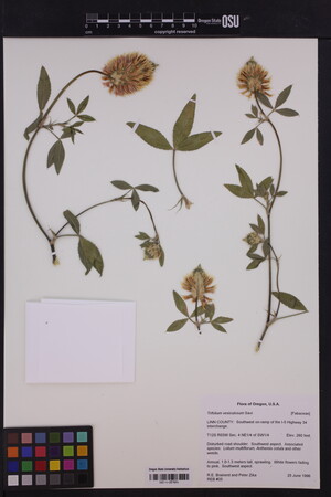 Image of Trifolium vesiculosum