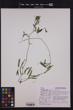 Image of Lathyrus palustris