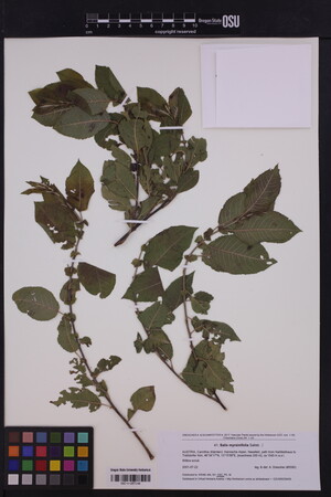 Image of Salix boothii