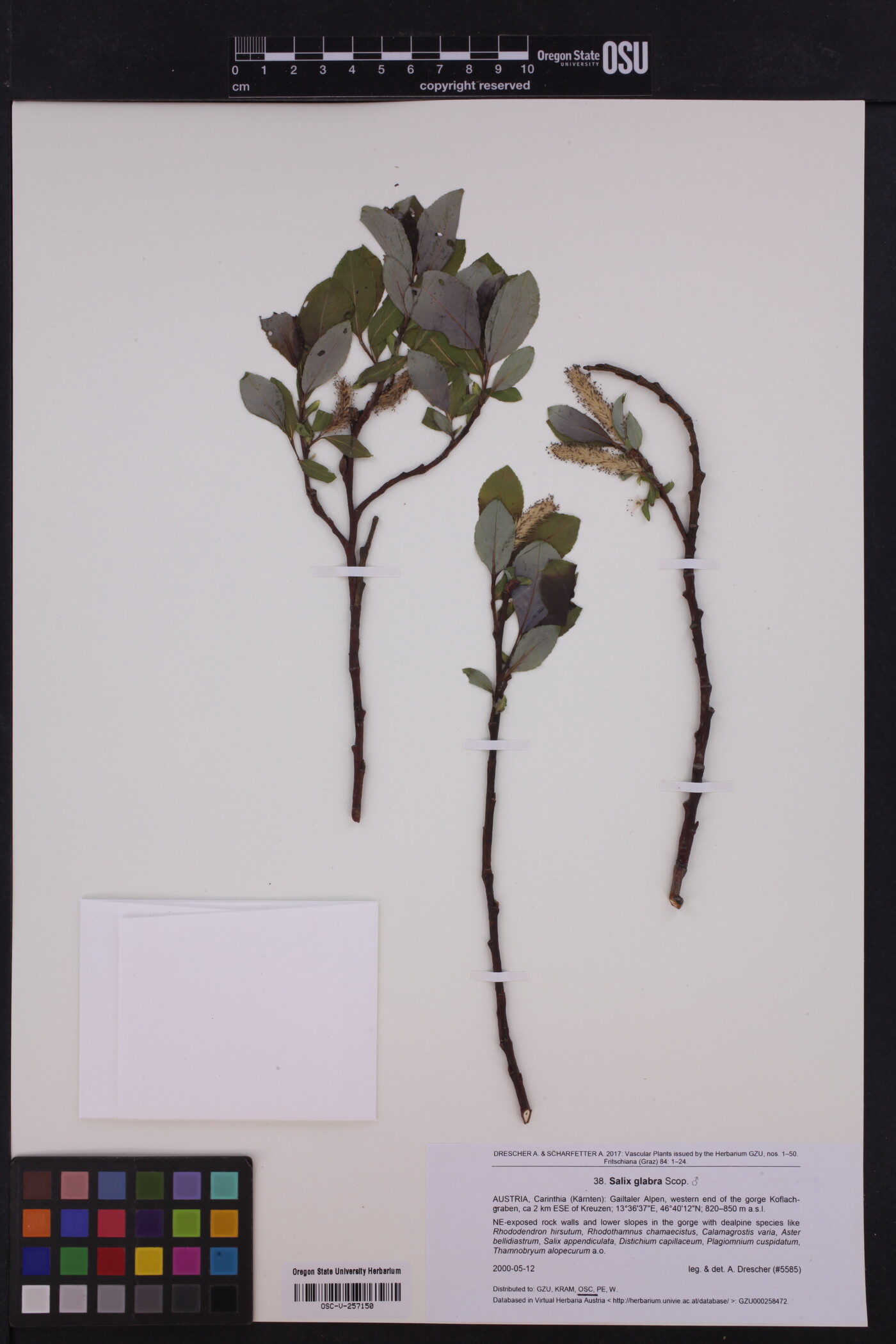 Salix glabra image