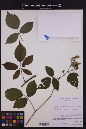 Image of Rubus liubensis