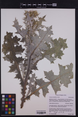 Carduus tenuiflorus image