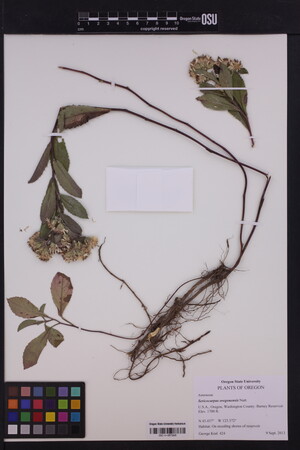Sericocarpus oregonensis subsp. oregonensis image