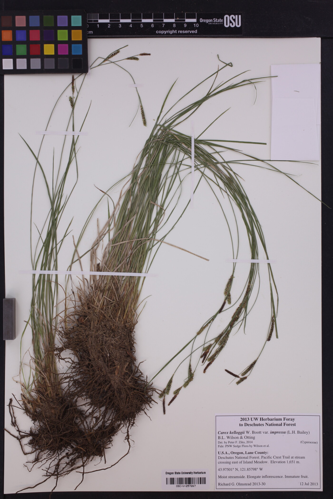 Carex kelloggii var. impressa image