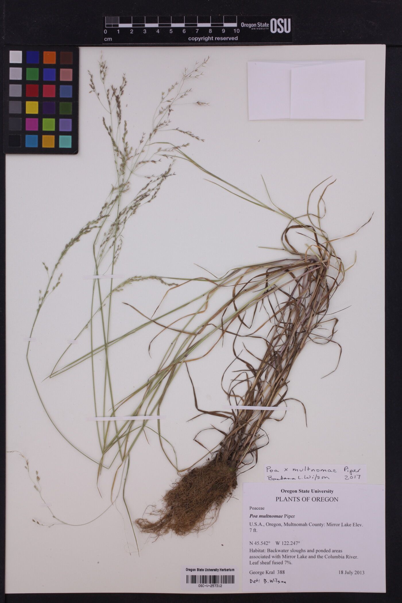 Poa × multnomae image