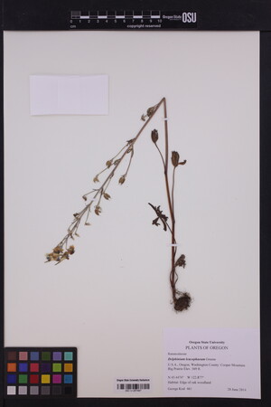 Delphinium leucophaeum image