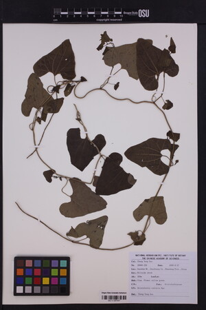 Aristolochia contorta image