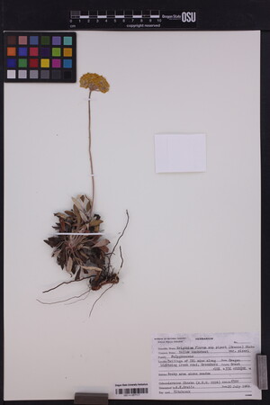 Eriogonum flavum subsp. piperi image