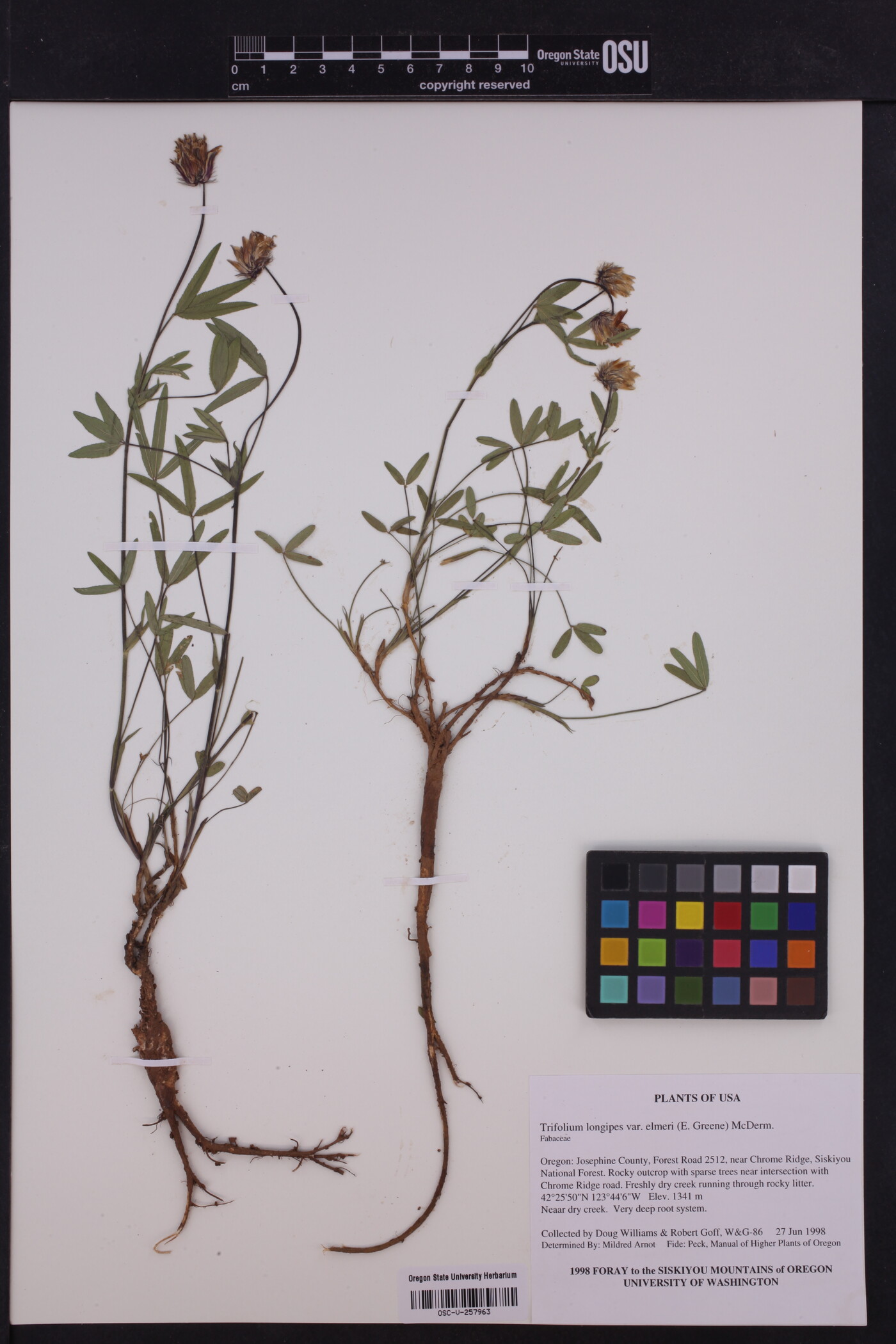 Trifolium longipes var. elmeri image