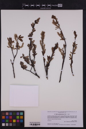 Salix waldsteiniana image