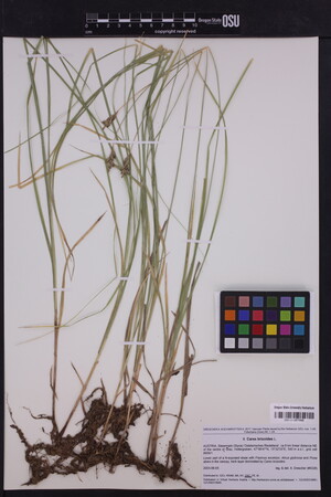 Carex brizoides image