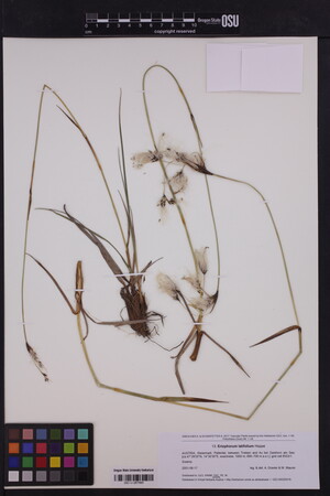 Image of Eriogonum latifolium