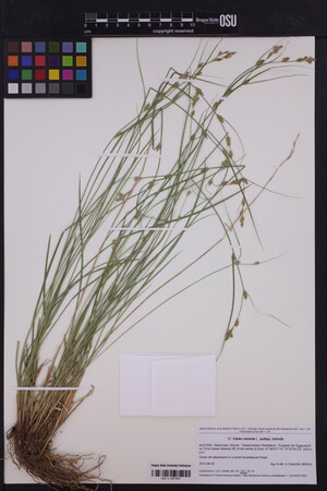 Carex remota subsp. remota image