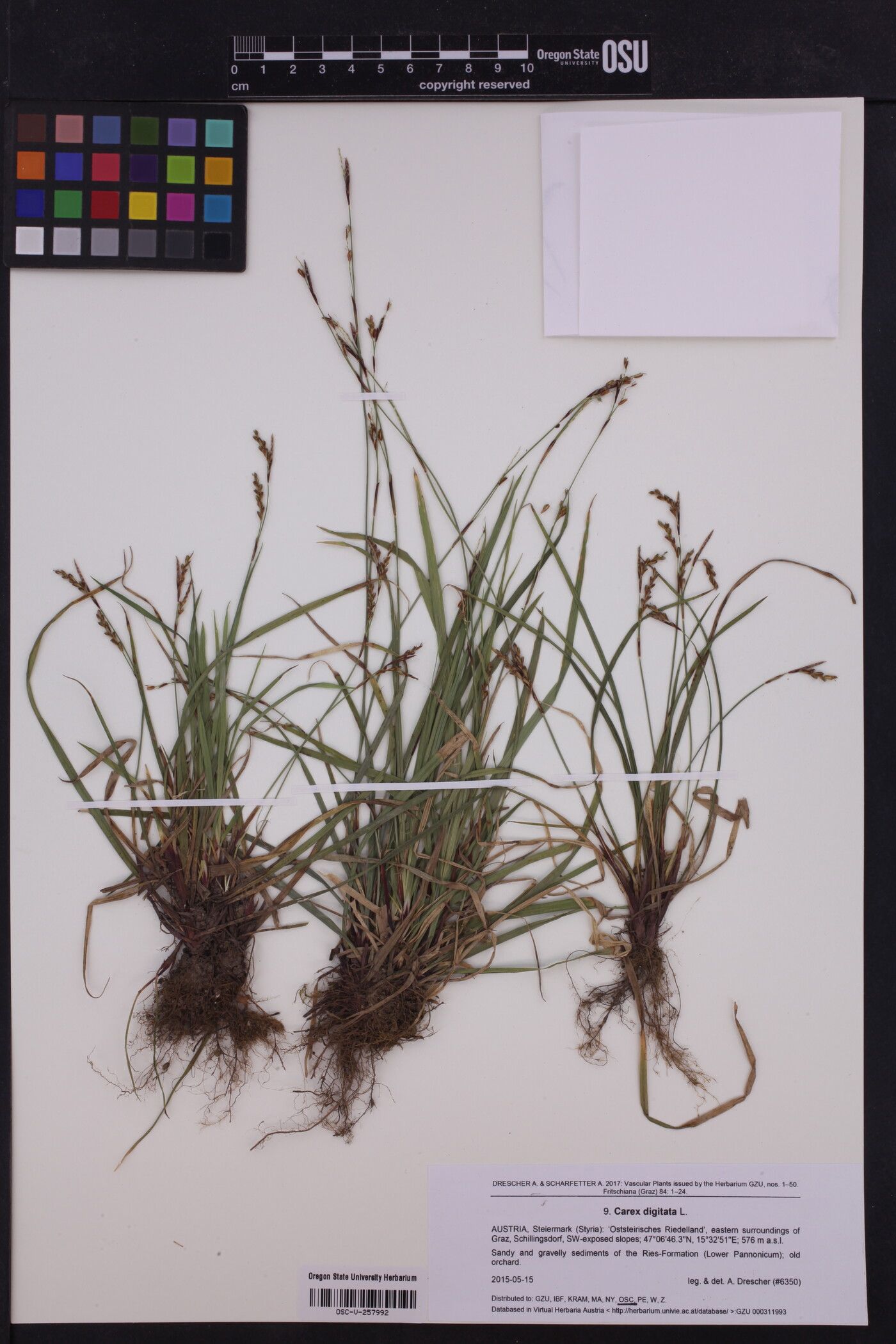 Carex digitata image