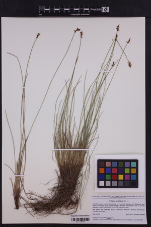 Image of Carex davalliana