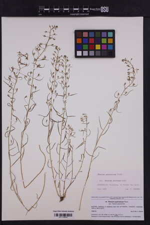 Thesium pyrenaicum image