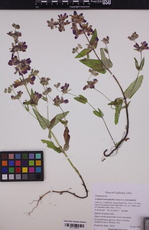 Collinsia heterophylla var. heterophylla image