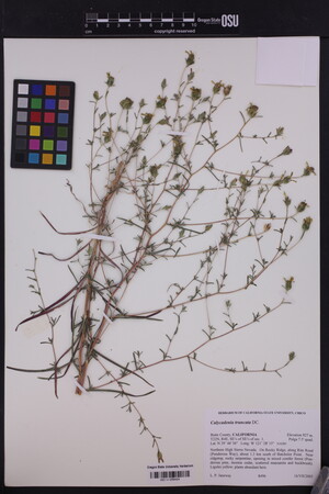Image of Calycadenia truncata