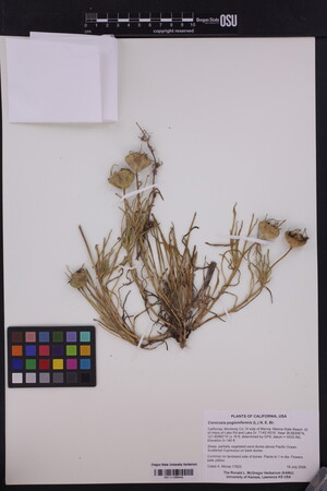Image of Conicosia pugioniformis