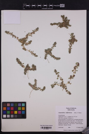 Image of Amaranthus californicus