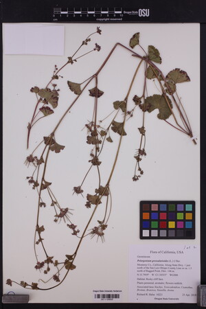 Image of Pelargonium grossularioides