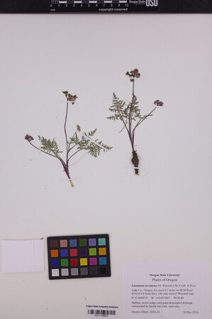 Image of Lomatium nevadense