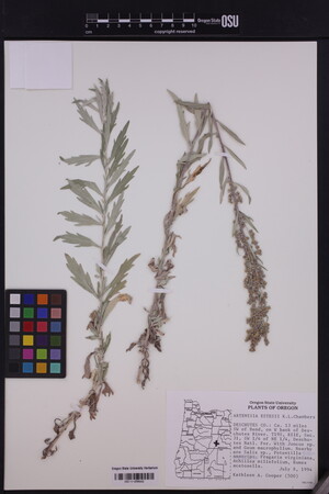 Artemisia estesii image