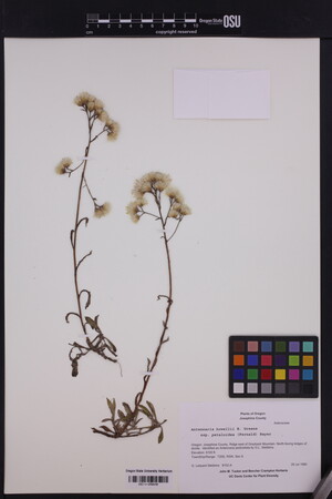 Image of Antennaria pedicellata