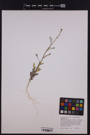 Image of Streptanthella longirostris