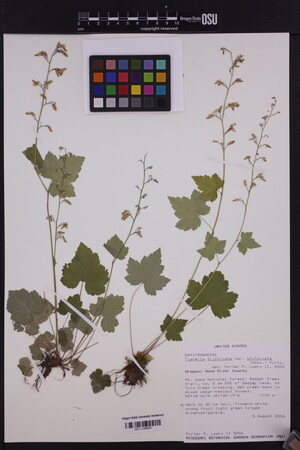 Tiarella trifoliata image