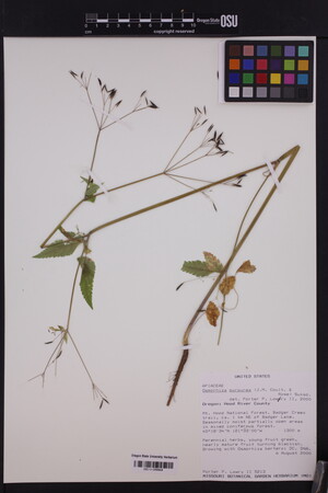 Osmorhiza purpurea image