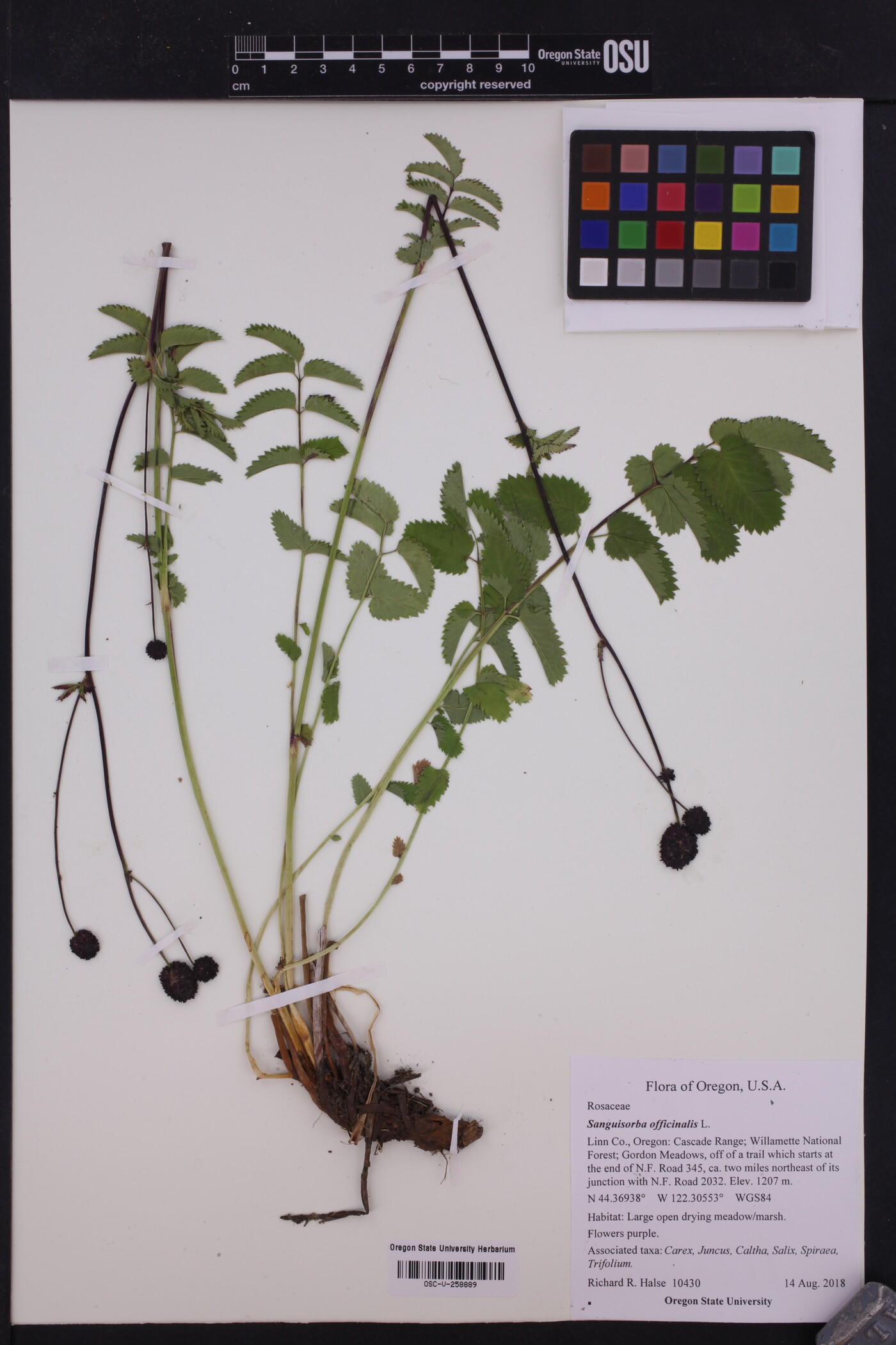 Sanguisorba officinalis image