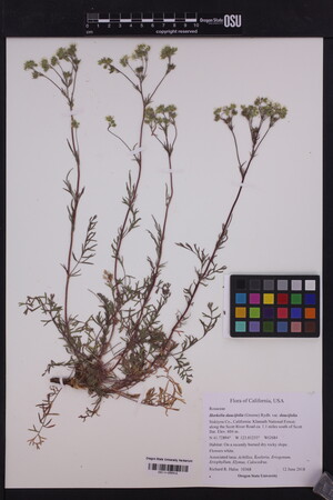 Horkelia daucifolia var. daucifolia image