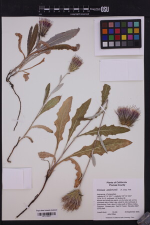 Image of Cirsium andersonii