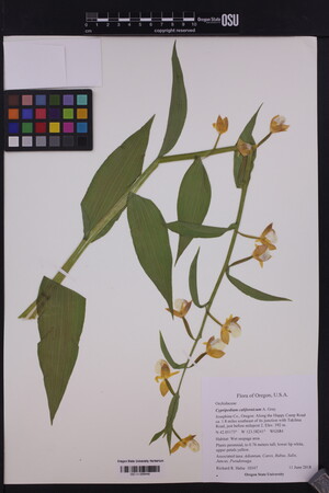 Image of Cypripedium californicum