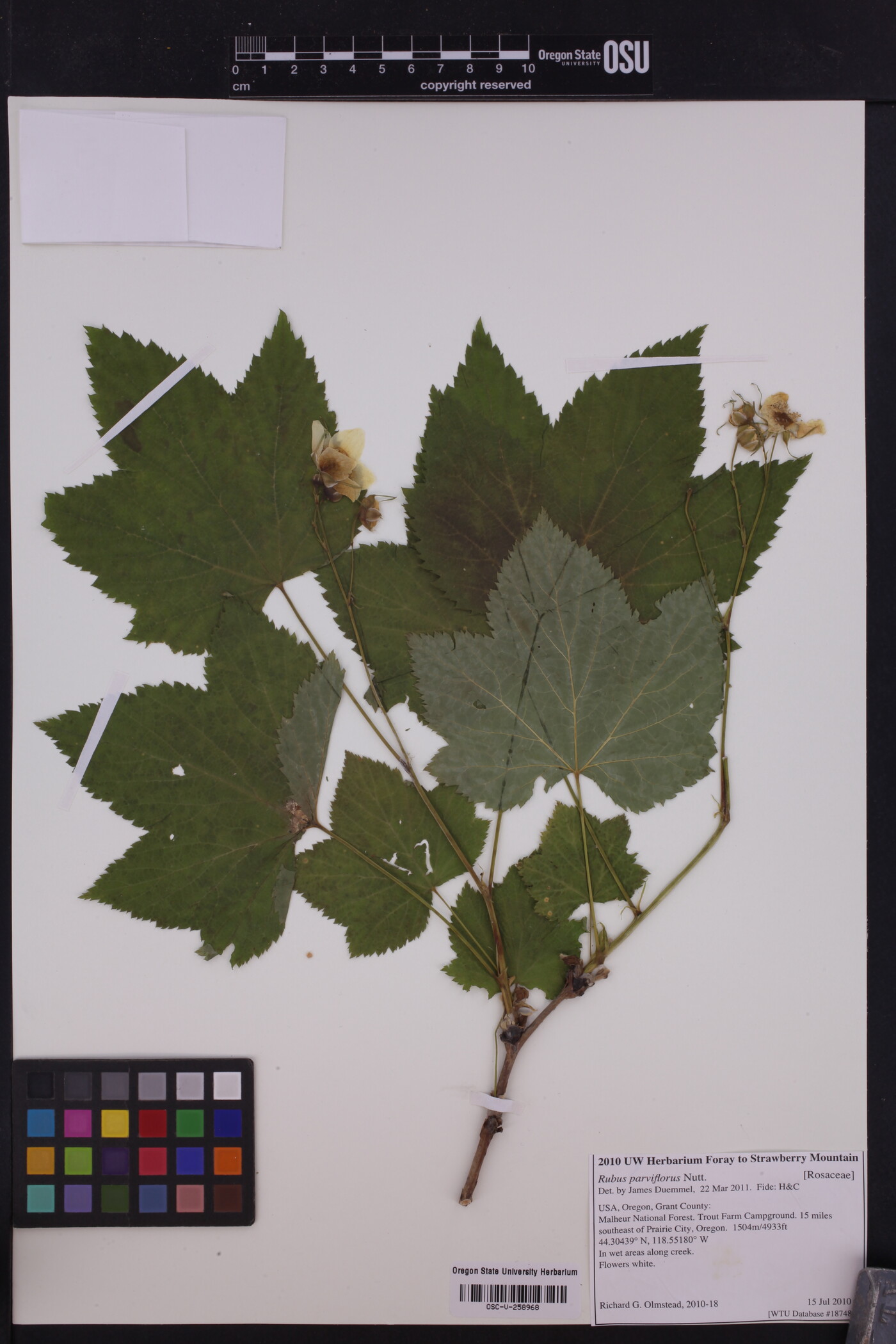 Rubus nutkanus image