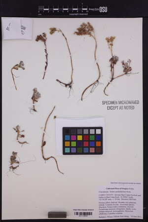Image of Sedum spathulifolium