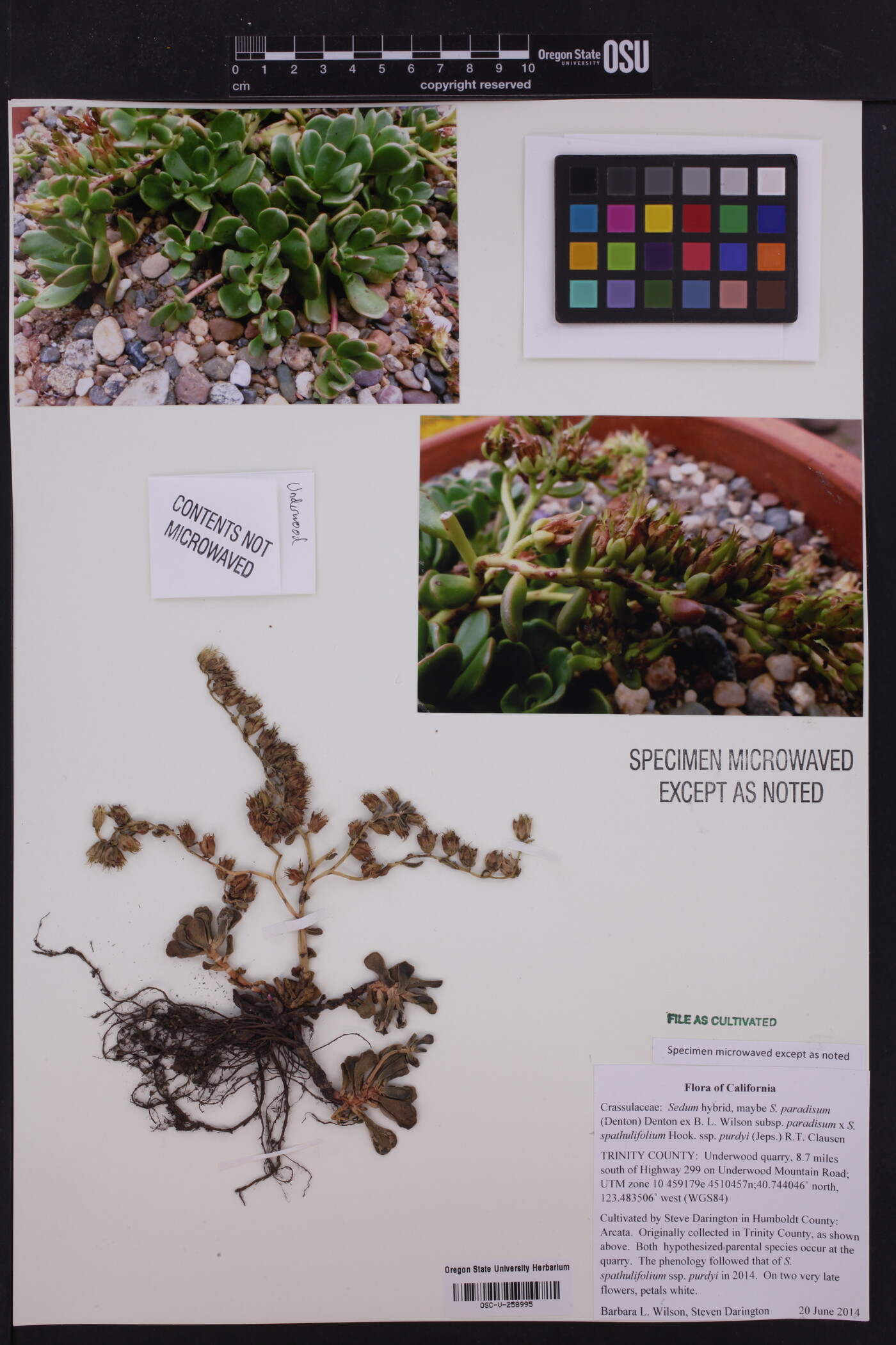 Sedum obtusatum subsp. paradisum image