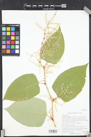 Reynoutria × bohemica image
