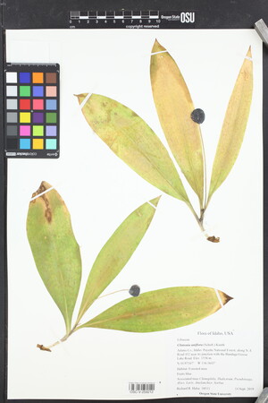 Image of Clintonia uniflora