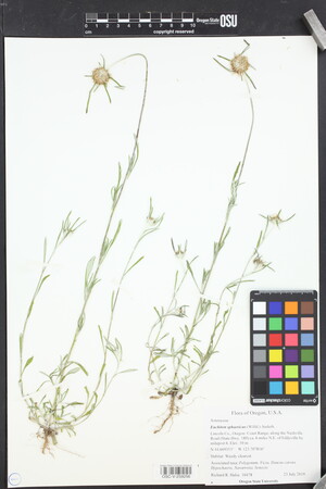 Euchiton sphaericus image