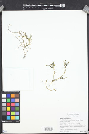 Image of Ranunculus aquatilis