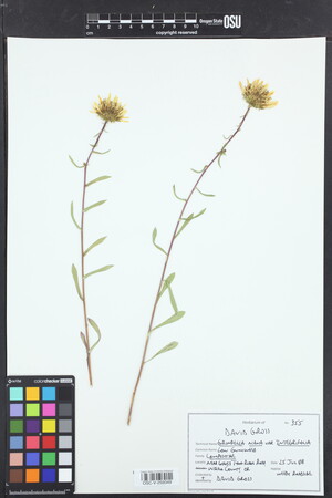 Grindelia nana var. integrifolia image