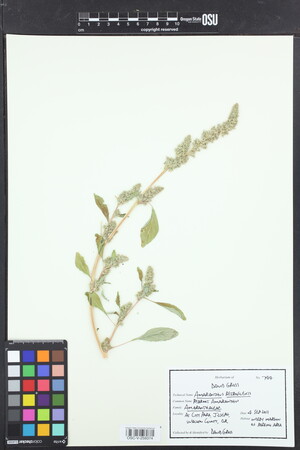 Image of Amaranthus retroflexus