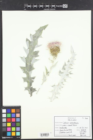 Image of Cirsium undulatum