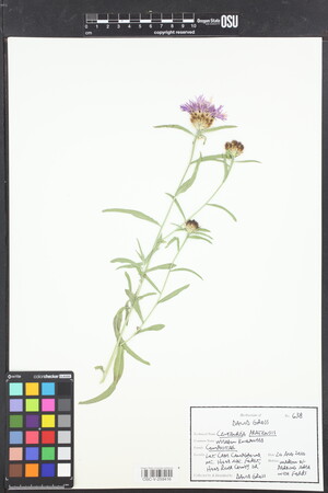 Centaurea jacea nothosubsp. pratensis image