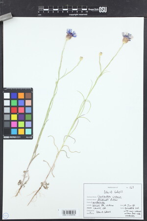 Image of Centaurea cyanus