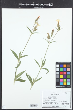 Image of Silene latifolia