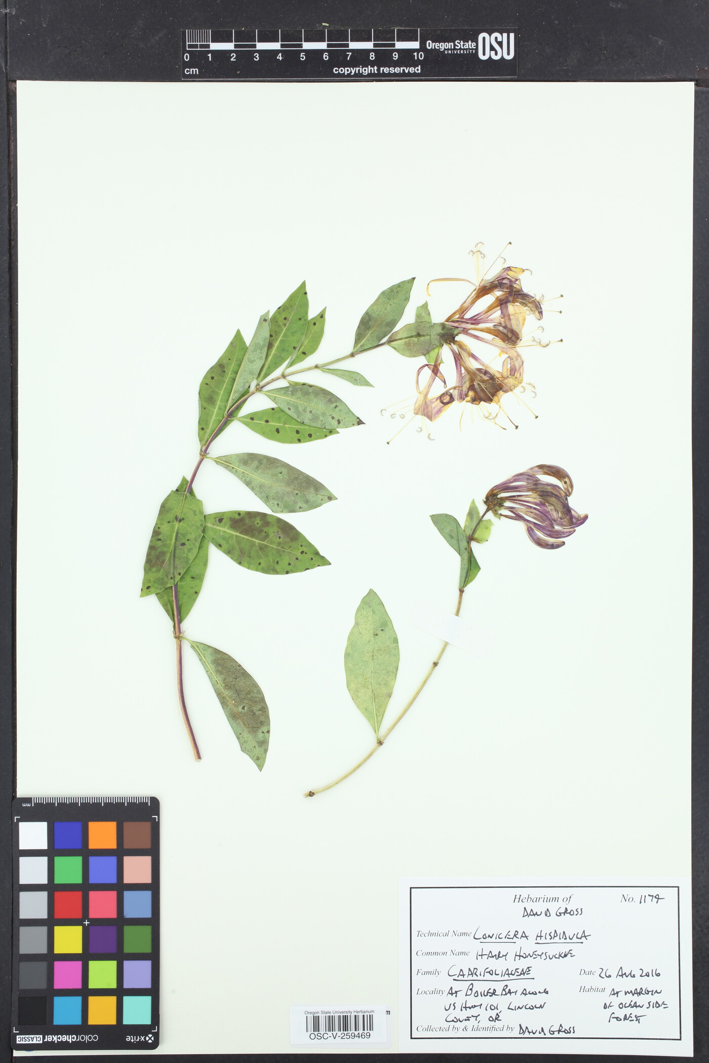 Lonicera periclymenum image